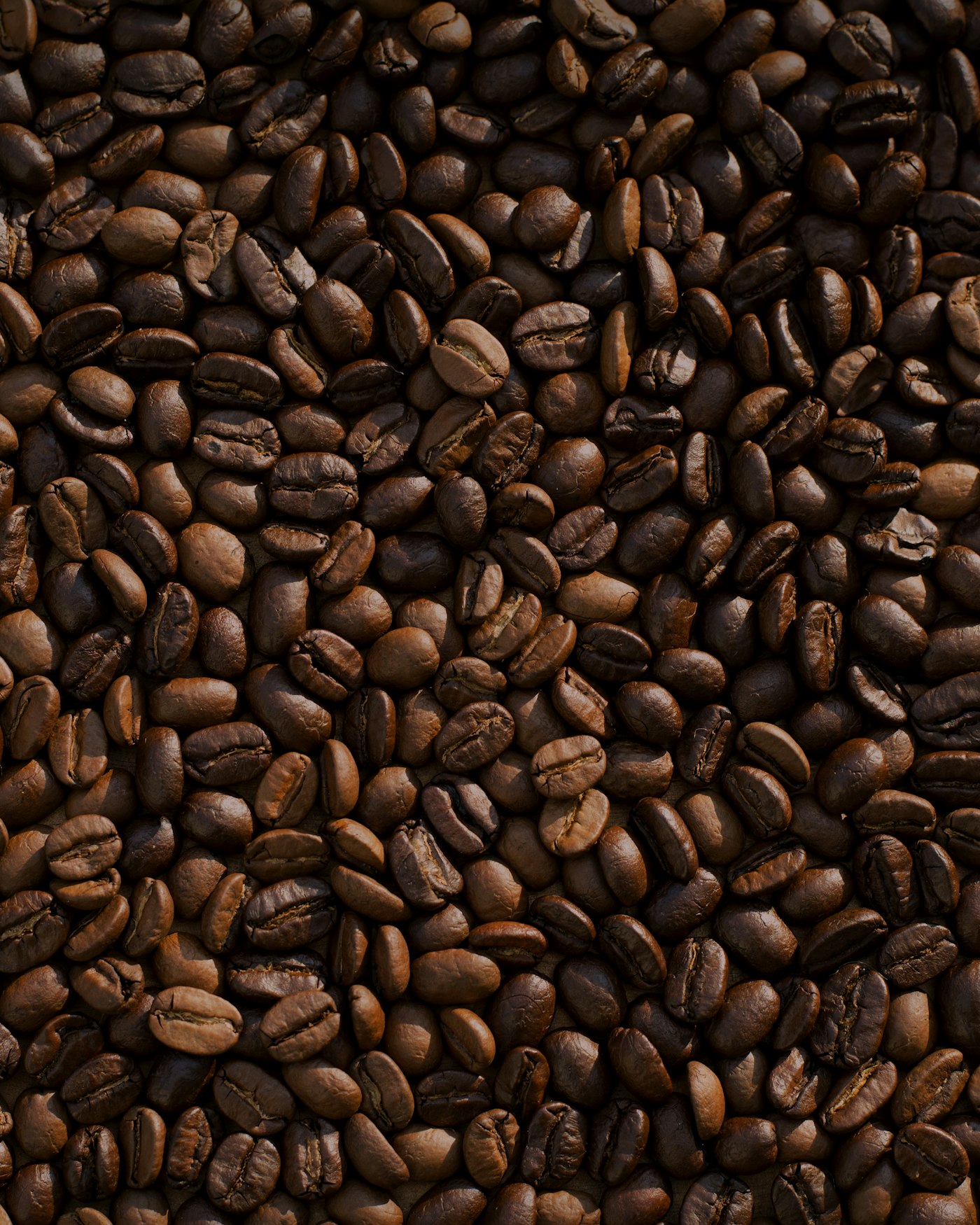 Freshly roasted coffee beans, still warm from the drum