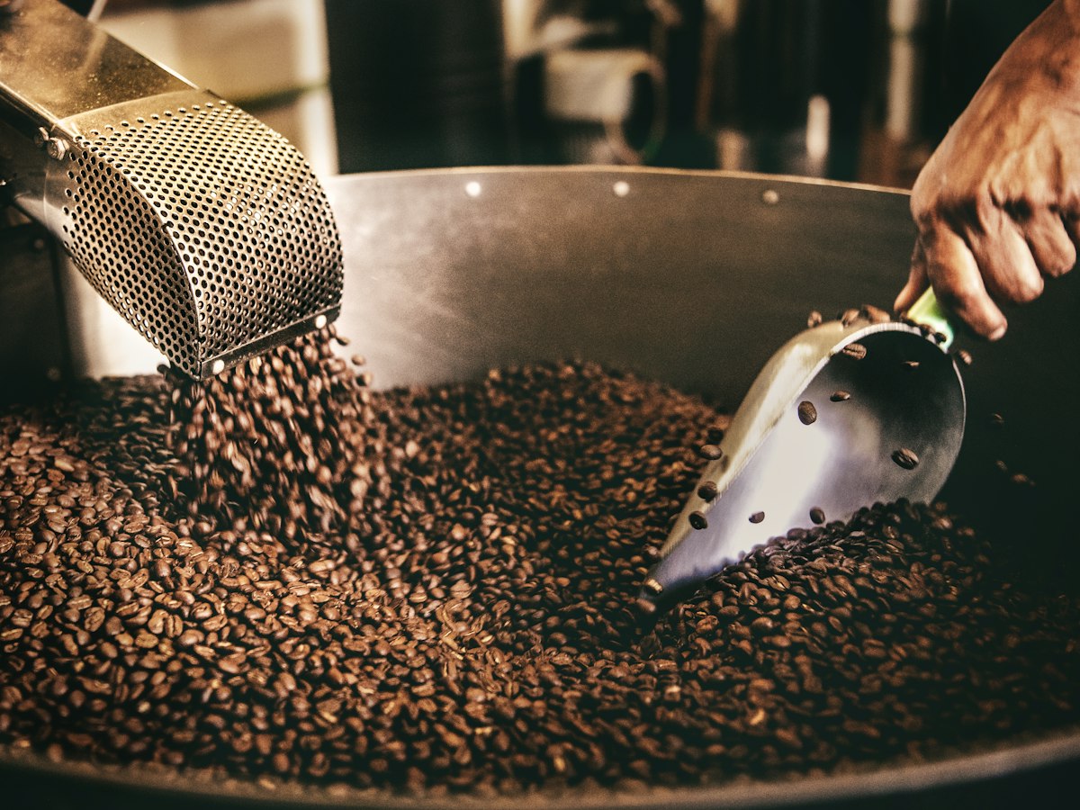 Roasted beans tumbling from the drum into the cooling tray